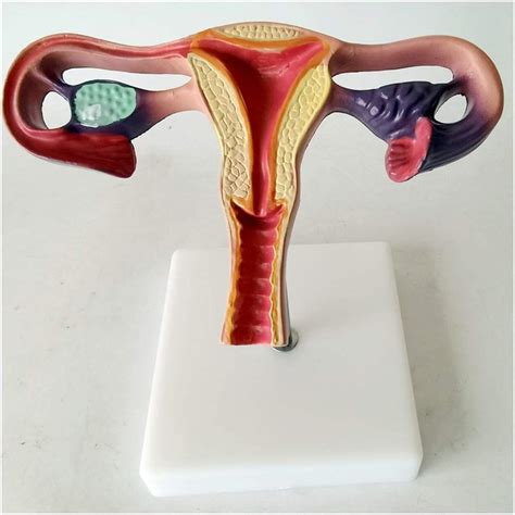 Buy Uterus Model - Organ Uterus Anatomy Model Anatomical Model - Uterus ...