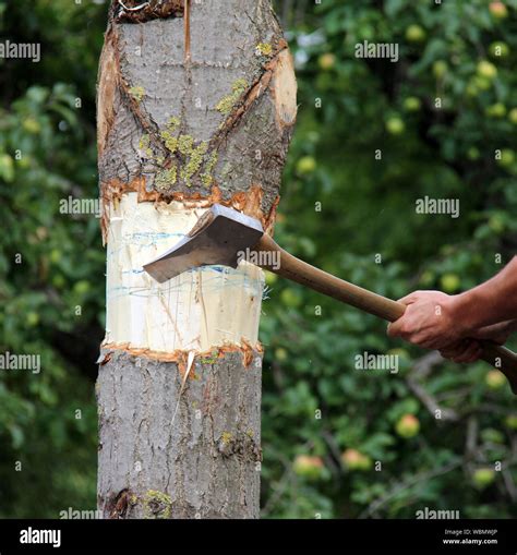 Tree Cutting Axe High Resolution Stock Photography and Images - Alamy