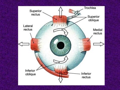 Diseases of ocular motility