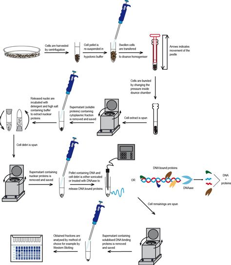 BioFreaks Biochemistry Blog (v.Beta): GGS LIVE - Cell fractionation