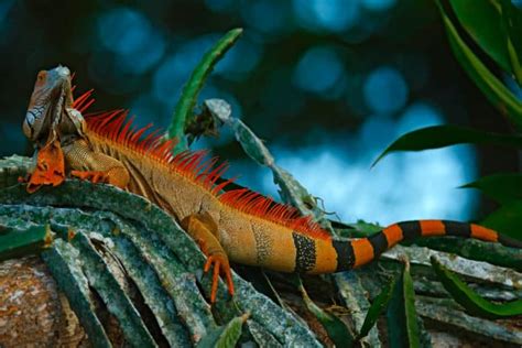 Green iguana, Iguana iguana, portrait of orange big lizard in the dark ...