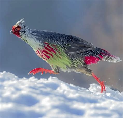 Blood Pheasant: Jewel of the Himalayan Mountains | WorldWeet