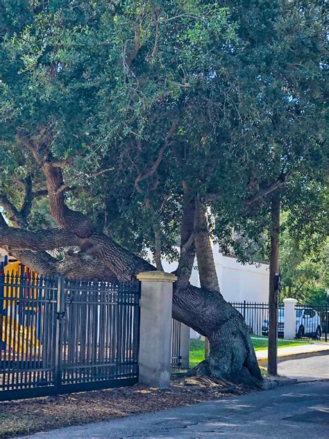 Overhanging Trees - Bushore Church Real Estate