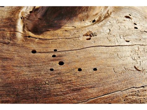 The Lifecycle of Woodworm: Just how do these little critters spread