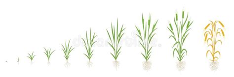 Barley Growth Stages. Multiple Stems. Harvest Progression. Plant Ripening Period Development ...