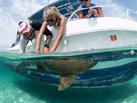 Shark Research Experience in Bimini, Bahamas - Great Hammerheads