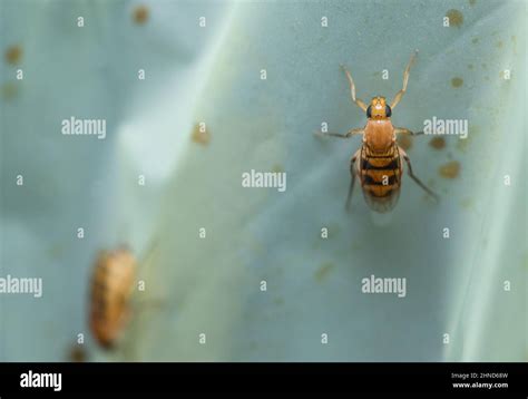 Megaselia scalaris hi-res stock photography and images - Alamy