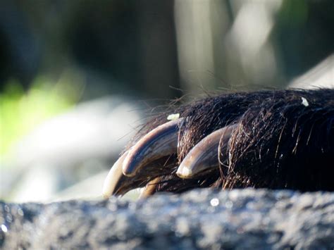 Literal Bear Claw | Shannon Kringen | Flickr