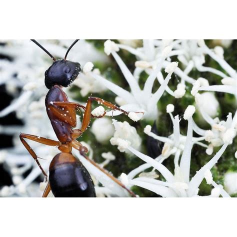 Banded Sugar Ant / Camponotus consobrinus Queen + 10-20 workers – Ant ...