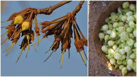 mahua - A tribute to mahua flower whose reputation is just a half-truth ...