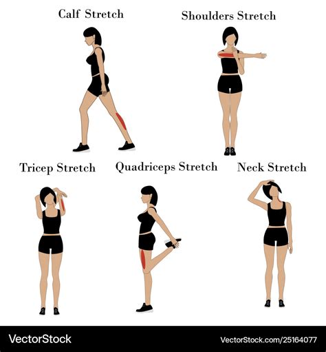 Body stretch exercises Royalty Free Vector Image