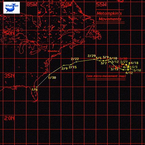 Migration Path - The NORTH ATLANTIC RIGHT WHALE