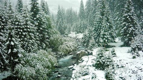 Winter in the pine forest. Widescreen wallpapers for the tablet ...