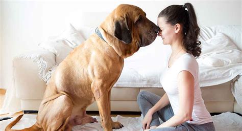 Big Dog Names – 450+ Huge Ideas For Male and Female Big Dog Breeds