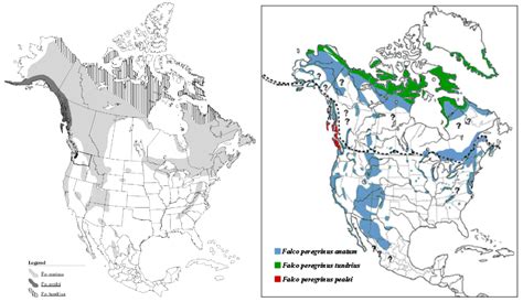 Making Sense of the Peregrine Falcon’s Variable Migration Patterns | Audubon Vermont