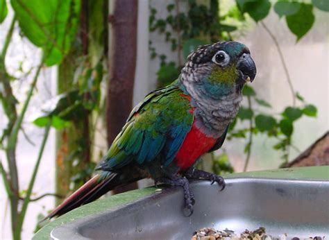 Crimson Bellied Conure Parrot