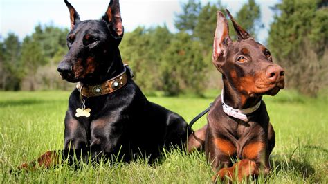 Doberman Wallpaper - WallpaperSafari