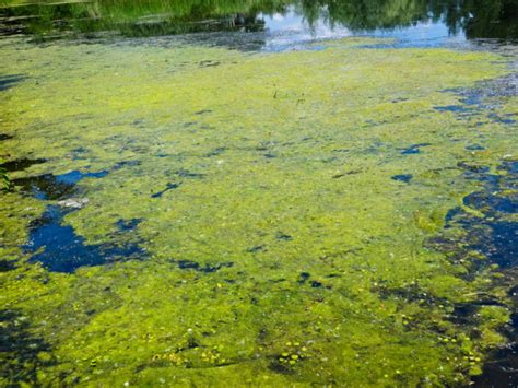 New Blue-Green Algae Found In Riverhead Pond | Riverhead, NY Patch