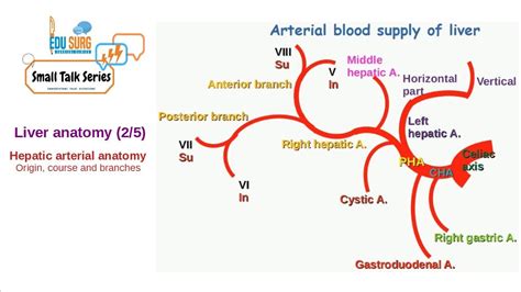 Hepatic Artery Branches