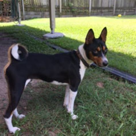 Banjo - Small Male Basenji x Fox Terrier Mix Dog in QLD - PetRescue