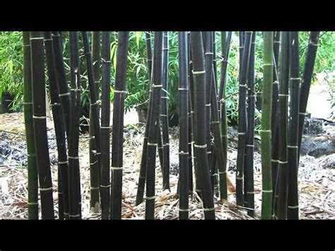 How to propagate Black Bamboo Phyllostachys Nigra from seeds - YouTube