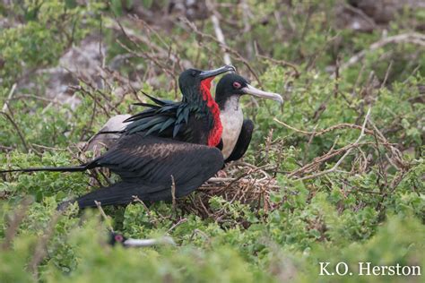 Photo of the Week: Frigate Birds Mating | Herston on Tennessee Family Law