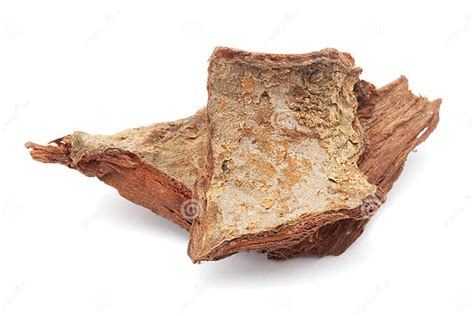 Closeup of Arjuna Barks Isolated on White Background. Stock Photo - Image of herb, ayurveda ...