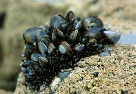 Blue Mussel - Mytilus edulis image - Free stock photo - Public Domain photo - CC0 Images