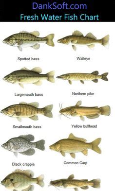 Freshwater Fishing Illustrations: 60+ ideas about freshwater fishing ...