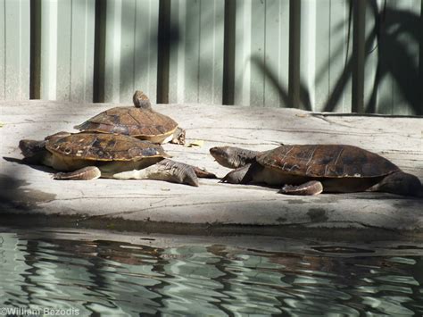 Mary River Turtles - ZooChat