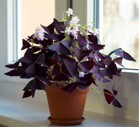 Oxalis Plant Care - Grow Shamrock Plant - Growing Ornamental Oxalis