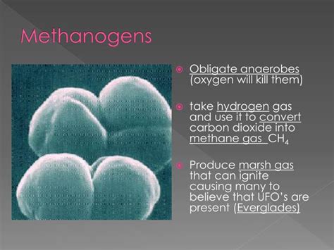 PPT - Kingdom Archaebacteria PowerPoint Presentation - ID:3139960