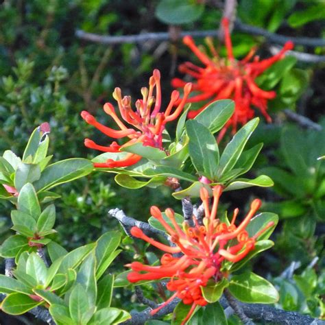 The ABC of South America: Flora of Torres del Paine