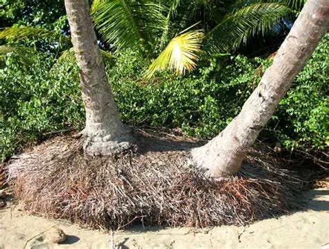 Palm Tree Roots: How Deep Do They Grow?