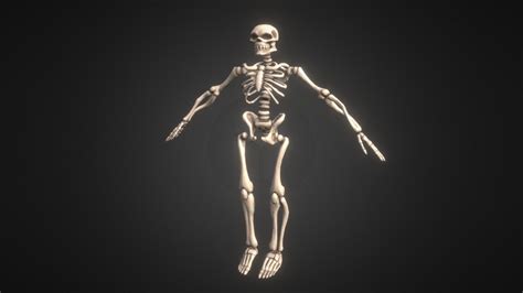 Stylized Skeleton (Game Character) - Download Free 3D model by ...