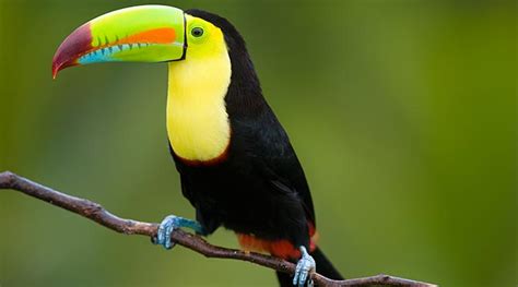 10 Astonishing Birds of Belize | Belize Birding