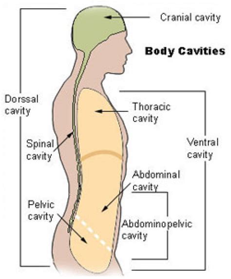 Body Cavity Diagram Labeled Diagram Media | Images and Photos finder