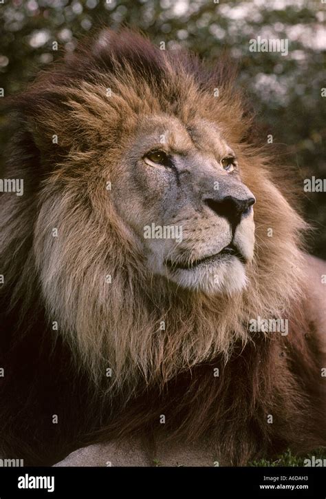 Atlas or Barbary Lion Panthera leo leo. Extinct in wild formerly Stock ...