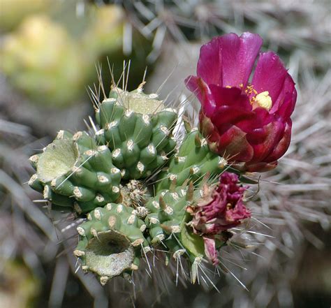 red cactus flower | John Ferguson | Flickr