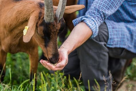 Can Goats Eat Alfalfa? What the Experts Say - Animal Hype