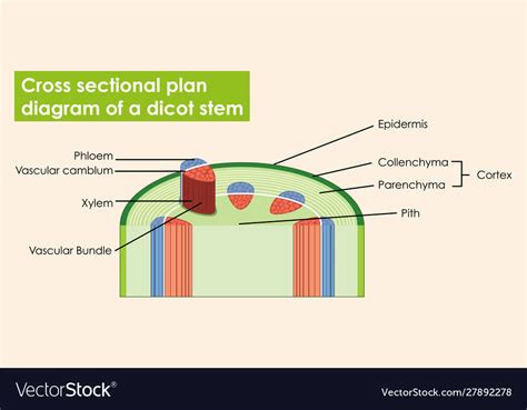 Diagram showing cross sectional plan dicot stem Vector Image