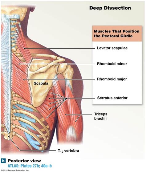 The muscles that move the scapula. | Human muscle anatomy, Muscular ...