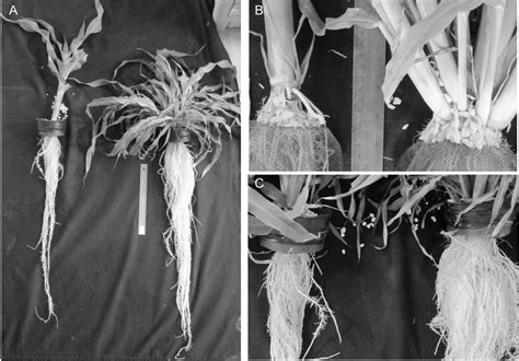 Figure 3 from The Nitrogen Adaptation Strategy of the Wild Teosinte ...