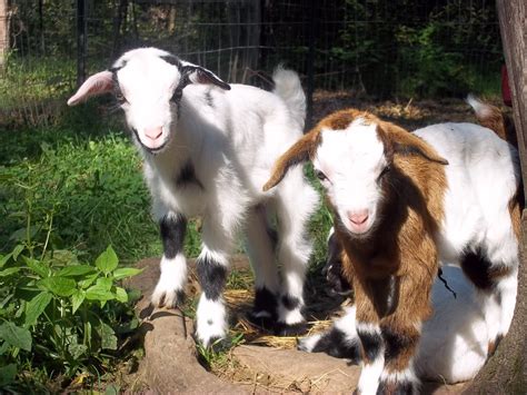 About Fainting Goats - Furry Tail Farm-Registered MSFGA Mini Silky Fainting Goats & MGR Fainting ...