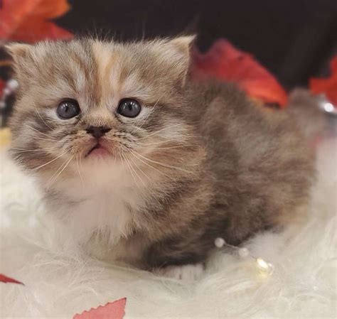 Munchkin Cats Available for Adoption in Florida