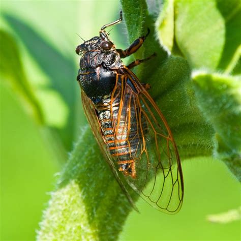 What Do Cicadas Sound Like? - Why Cicadas Make So Much Noise