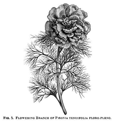 Paeonia Wittimanniana, Tenuifolia Flore-Pleno peony, Peony Albiflora ...