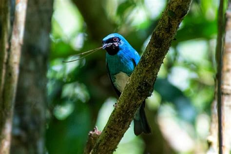 Wildlife of Iguazu Falls, Brazil and Argentina