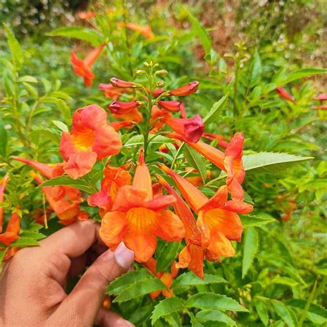 Tecoma orange plant (capensis) - Santhi Online Plants Nursery