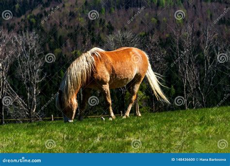 Grazing horse on pasture stock photo. Image of breed - 148436600